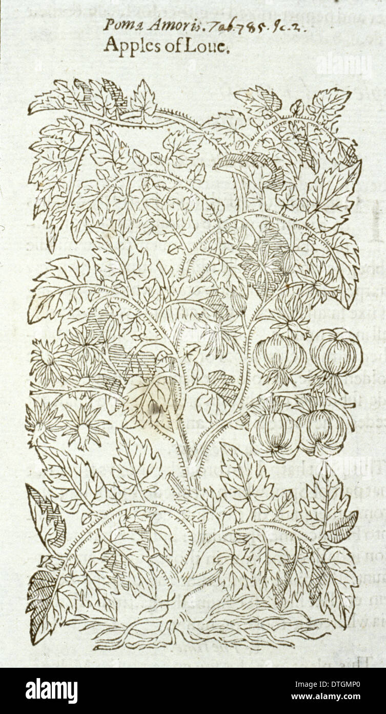 Solanum Lycopersicum, Garten Tomaten Stockfoto