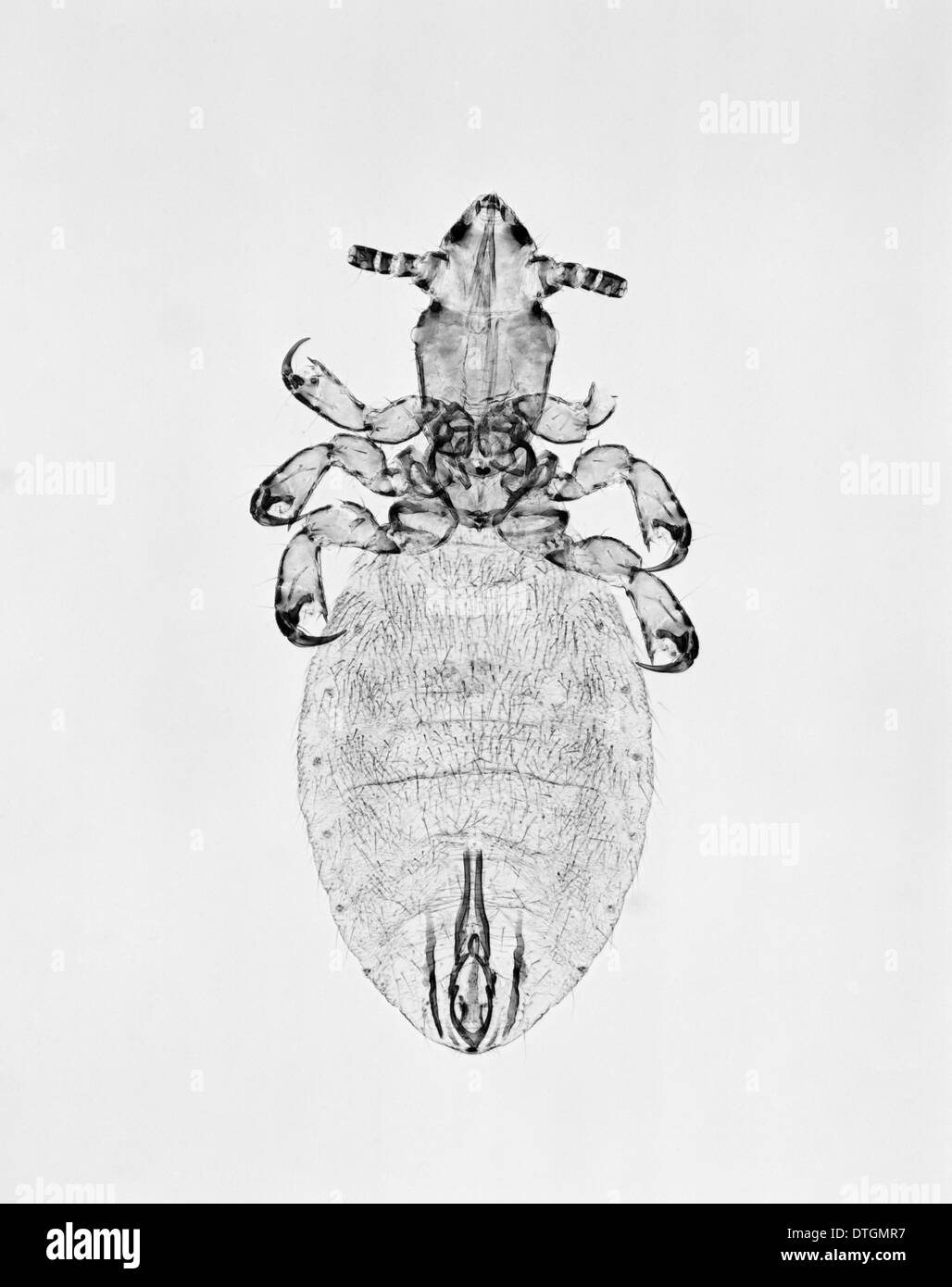Microthoracius Cameli, Kamel saugen Laus Stockfoto