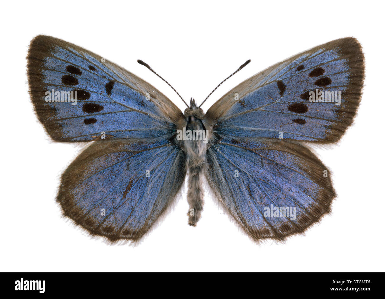 Maculinea Arion, large blau Stockfoto