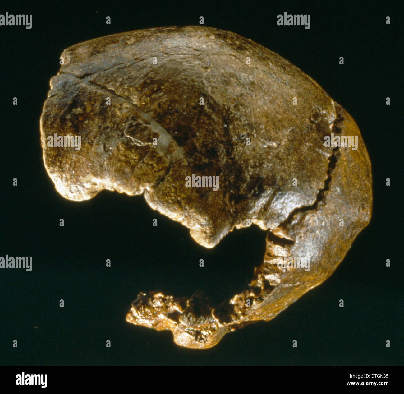 Homo Neanderthalensis (Swanscombe 1) Schädel Stockfoto