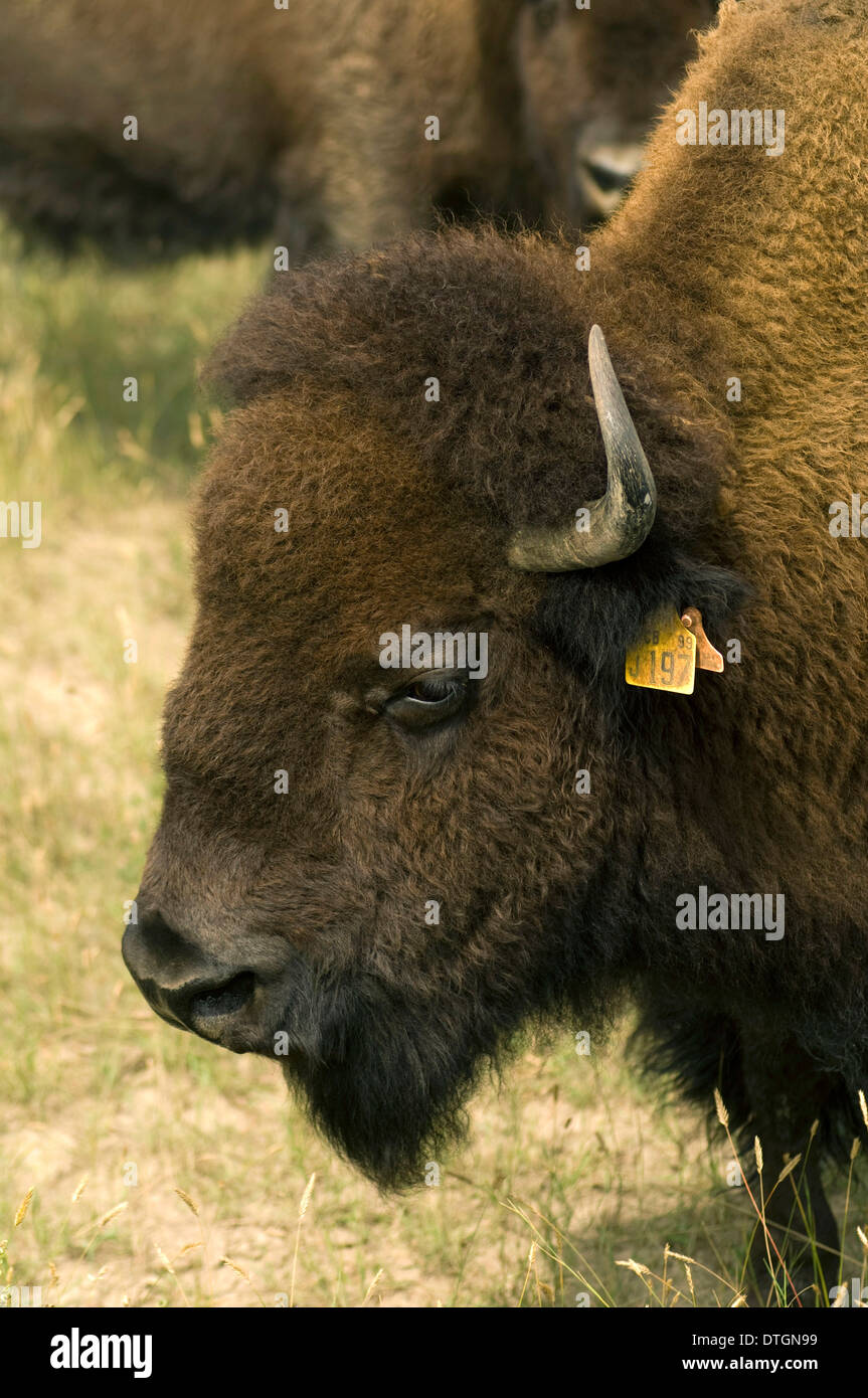 Domestizierte Büffel grasen auf Feld-Hof außerhalb Rosetown, Saskatchewan, Kanada. Stockfoto