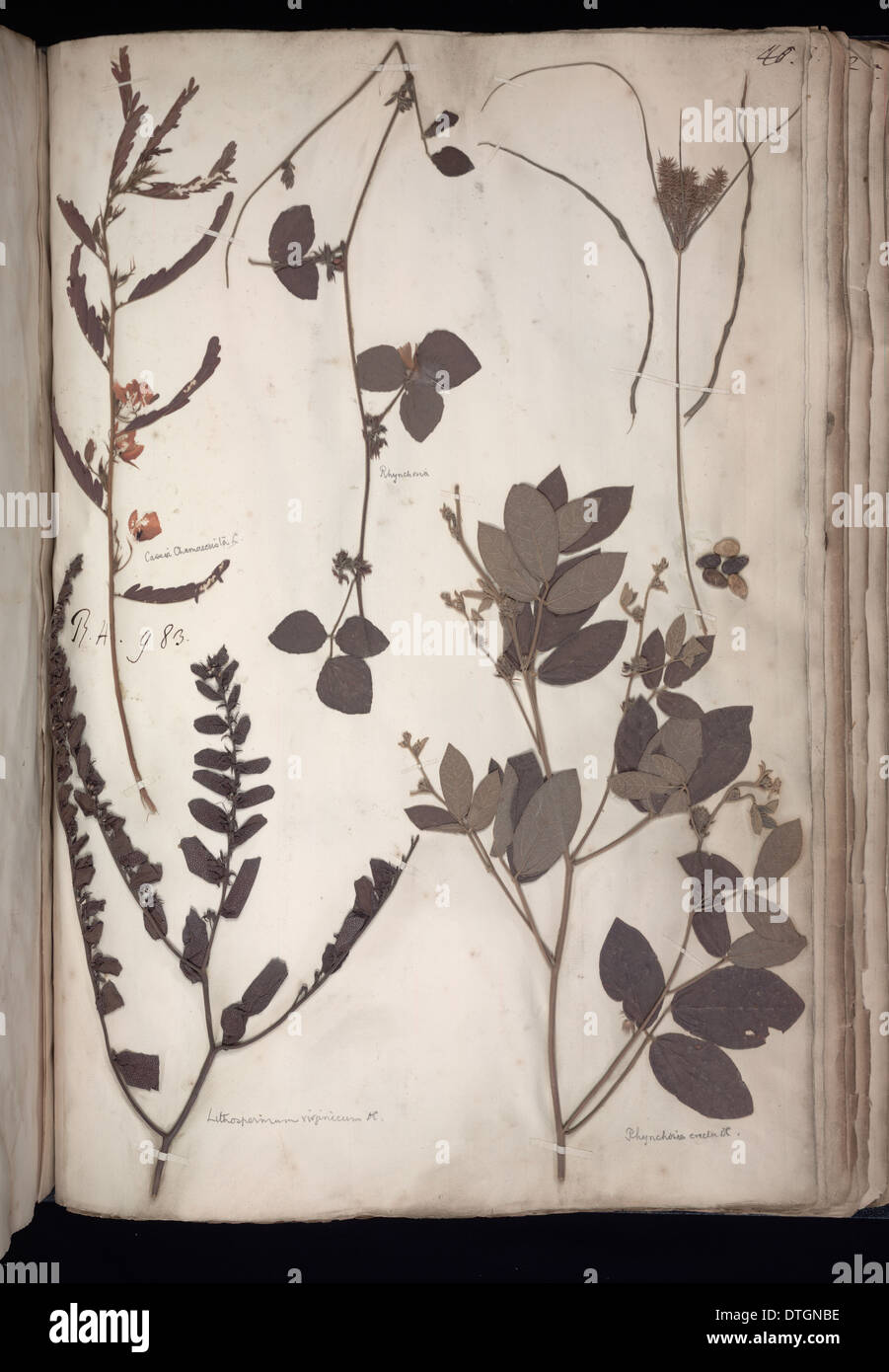 Lawson Pflanzenbelege Stockfoto