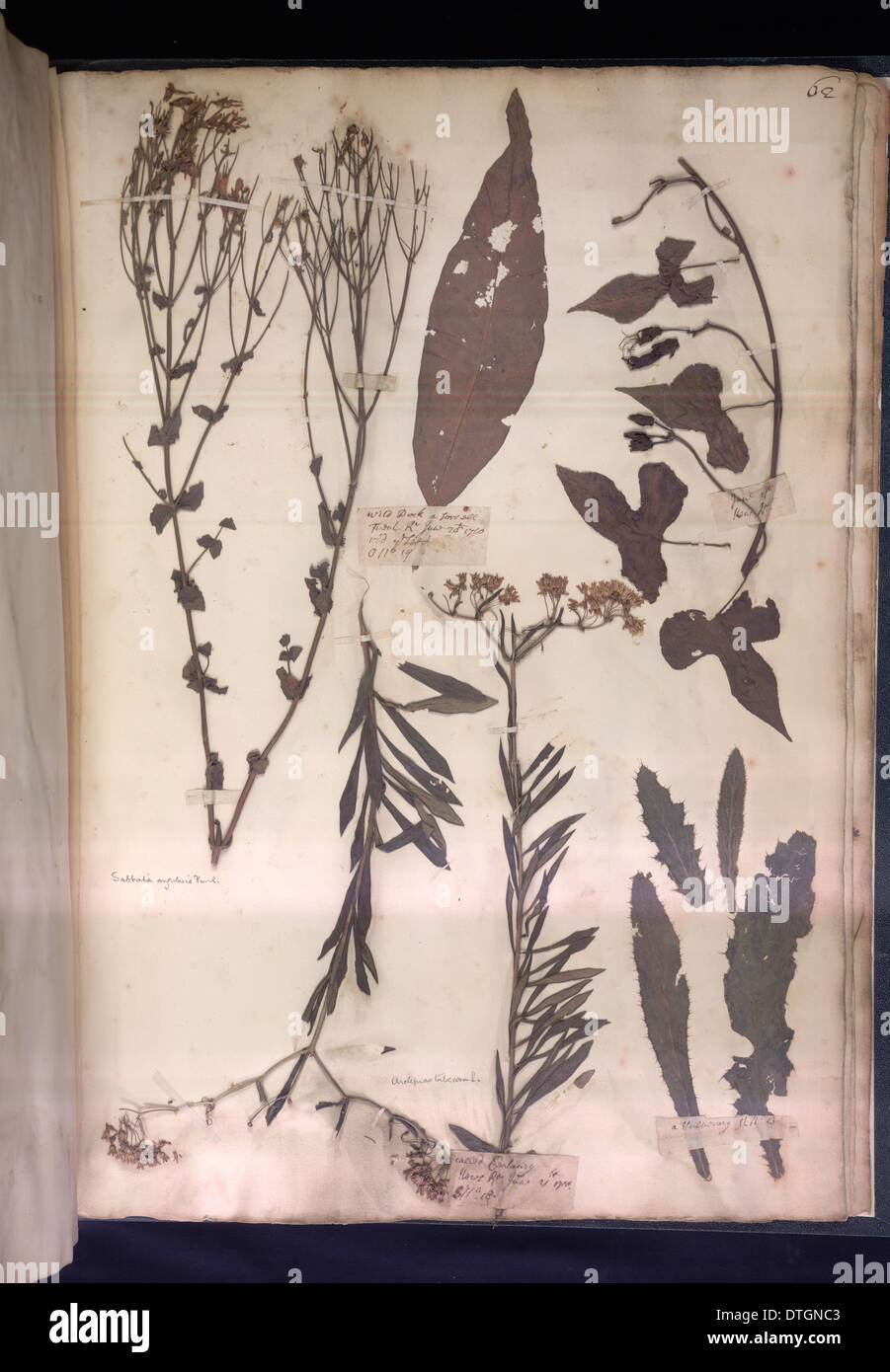 Lawson Pflanzenbelege Stockfoto