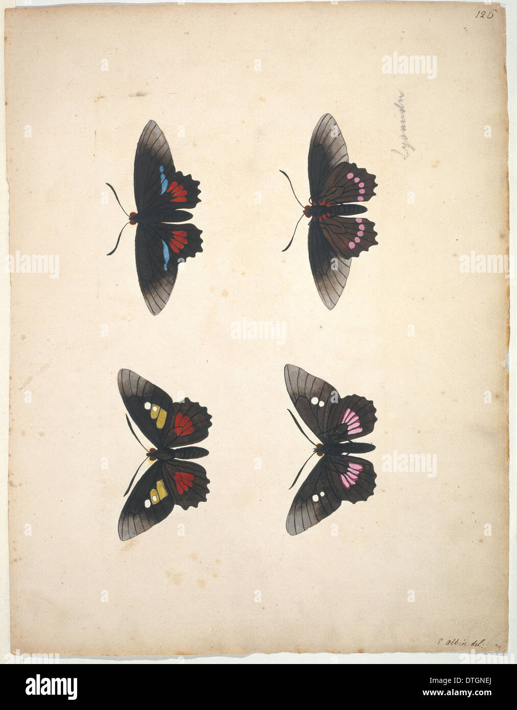 Unveröffentlichte Lepidoptera Aquarell von Eleazar Albin Stockfoto