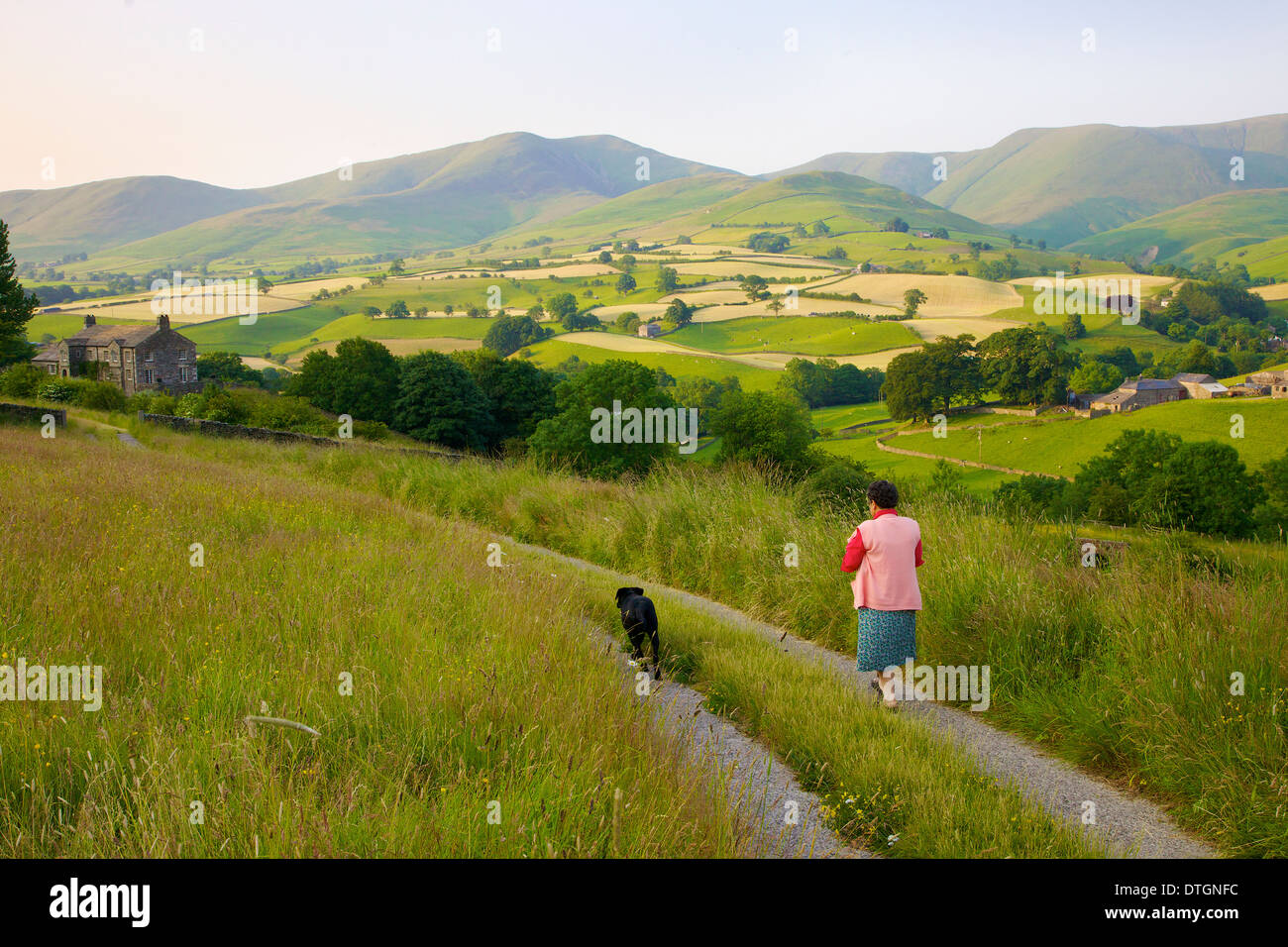 Alte Dame Spaziergang mit ihrem Hund zu ihrem Haus unterhalb des Howgill Fells Yorkshire Dales National Park, Cumbria, England. Heuernte. Stockfoto