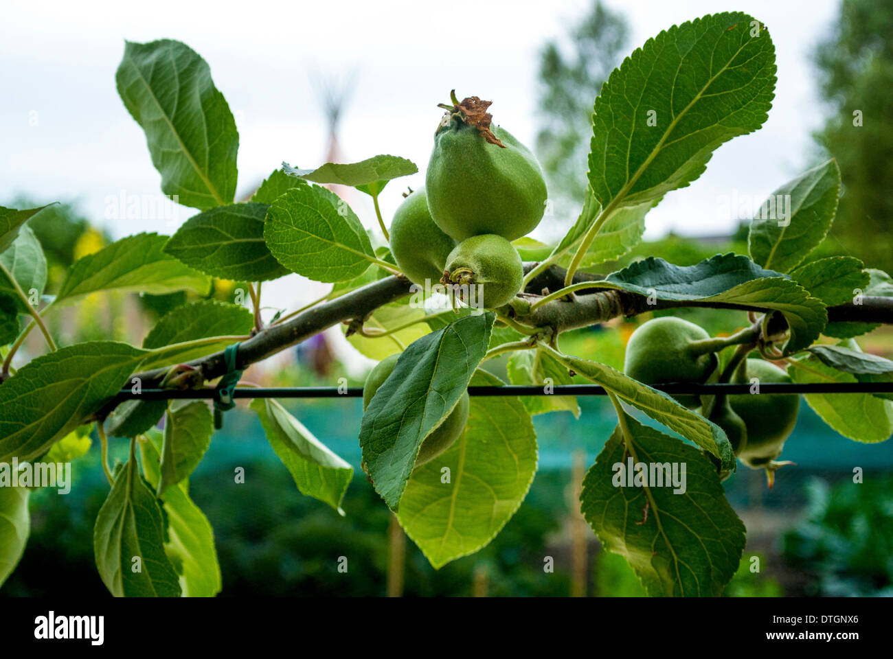 Spalier-Äpfel Stockfoto