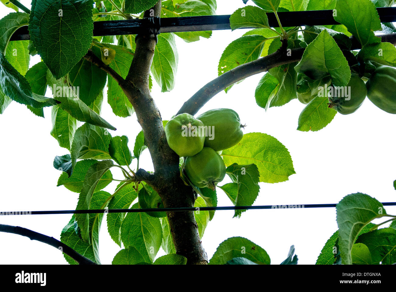 Spalier-Äpfel Stockfoto