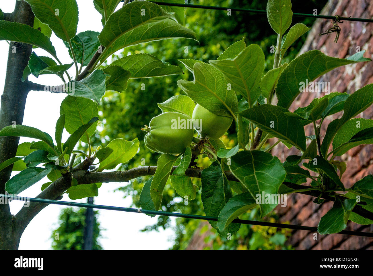 Espalier Äpfel Stockfoto