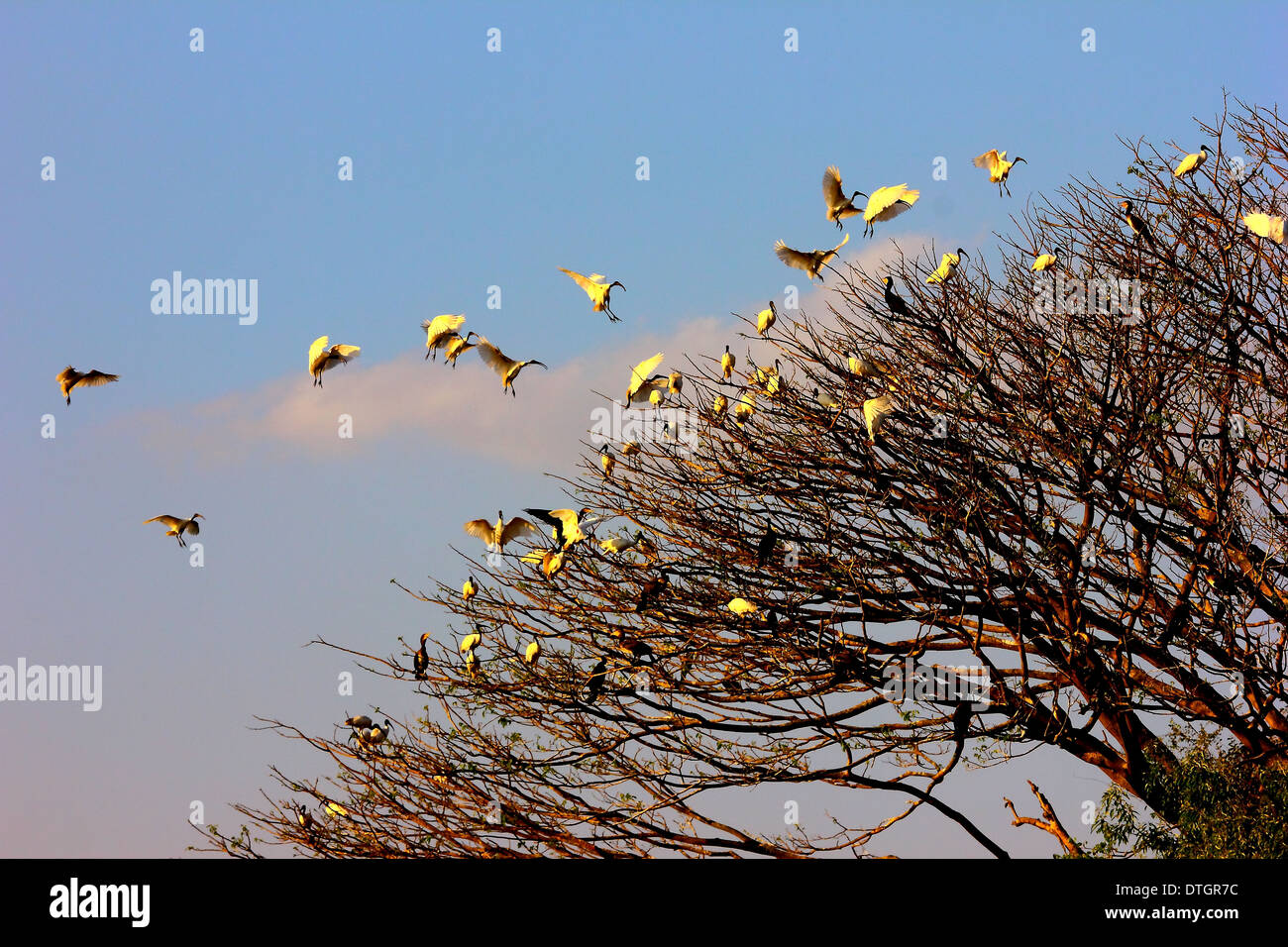Vögel zu Hause Stockfoto