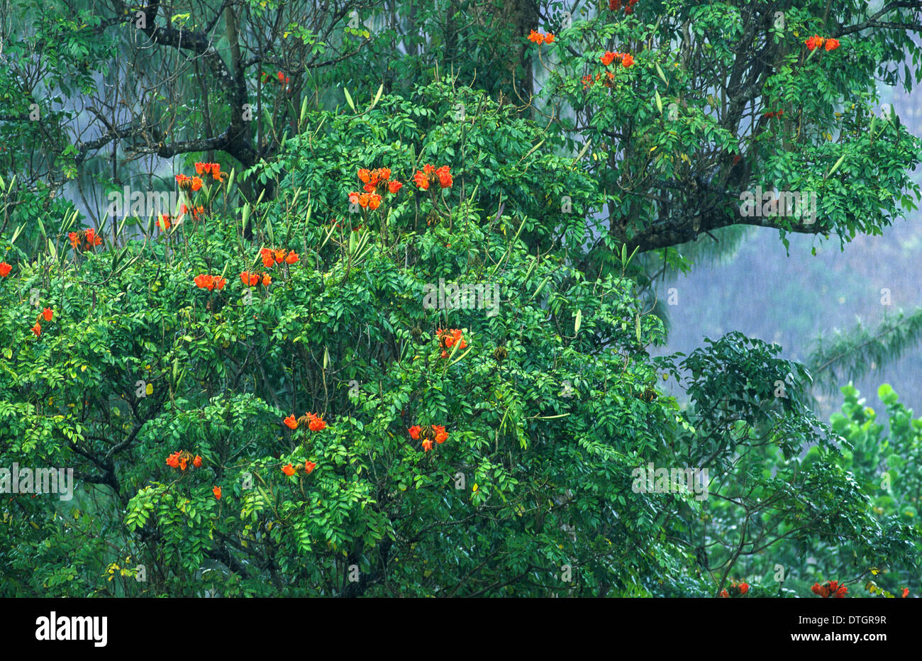 AFRIKANISCHEN TULPENBAUM [SPATHODEA] BLÜTEN UND SCHOTEN IN DEN REGEN TOBAGO WEST INDIES Stockfoto
