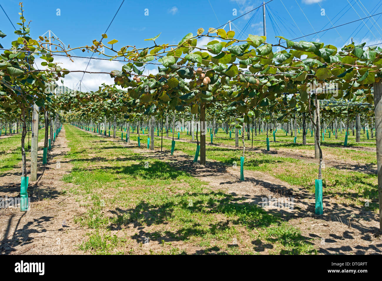 Kiwi-Früchte (Schnitt Deliciosa), Plantage mit reifer Frucht, East Cape, Gisborne Region, Nordinsel, Neuseeland Stockfoto