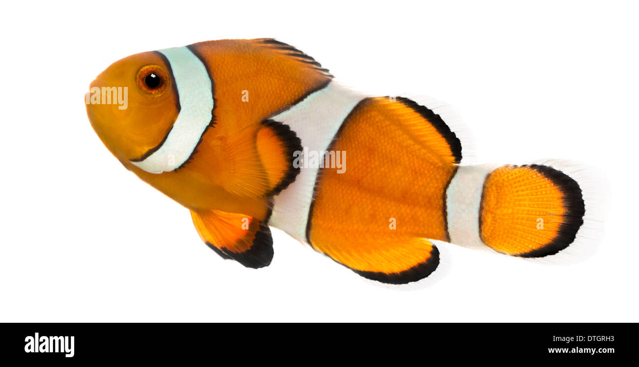 Seitenansicht von einem Ocellaris Clownfische, Amphiprion Ocellaris, vor weißem Hintergrund Stockfoto