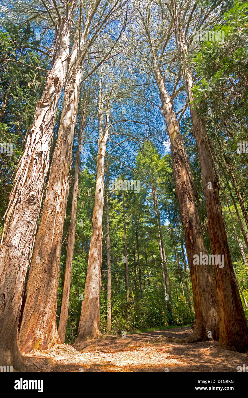 Bäume, riesige Eukalyptusbäume oder australischen Oaks(Eucalyptus regnans), Eastwoodhill National Arboretum in der Nähe von Gisborne, East Cape Stockfoto