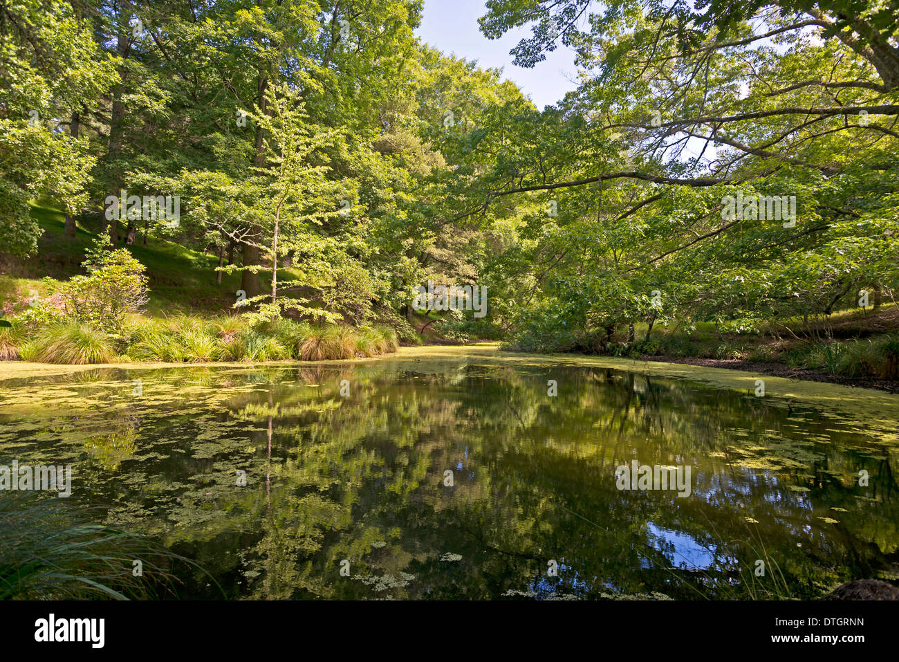 Eastwoodhill arboretum Fotos und Bildmaterial in hoher Auflösung Alamy