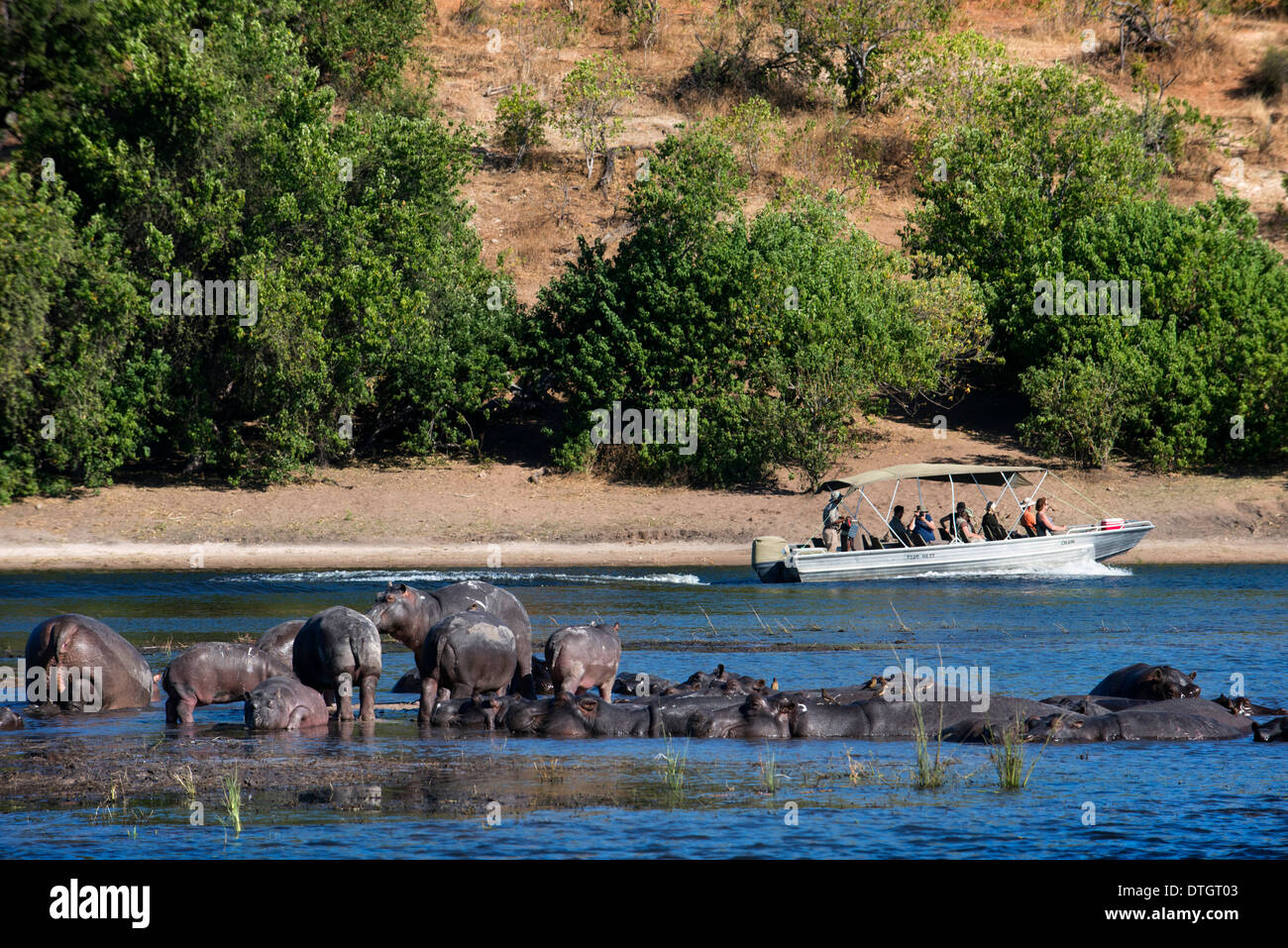 Von Victoria Falls ist möglich, die nahe gelegenen Botswana zu besuchen. Speziell im Chobe-Nationalpark. Flusspferde. Stockfoto