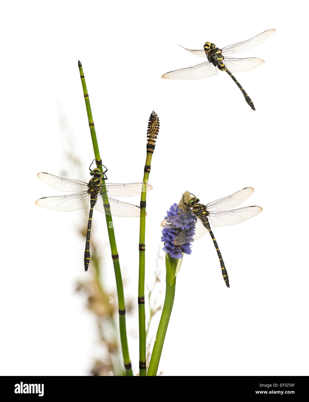 Gruppe von Cordulegaster Bidentata Libellen an Pflanze, vor weißem Hintergrund Stockfoto