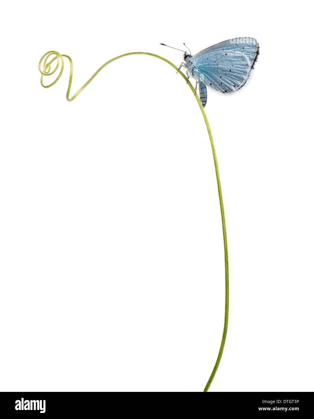 Holly Blue Schmetterling auf Pflanze, Celastrina Argiolus, vor weißem Hintergrund Stockfoto