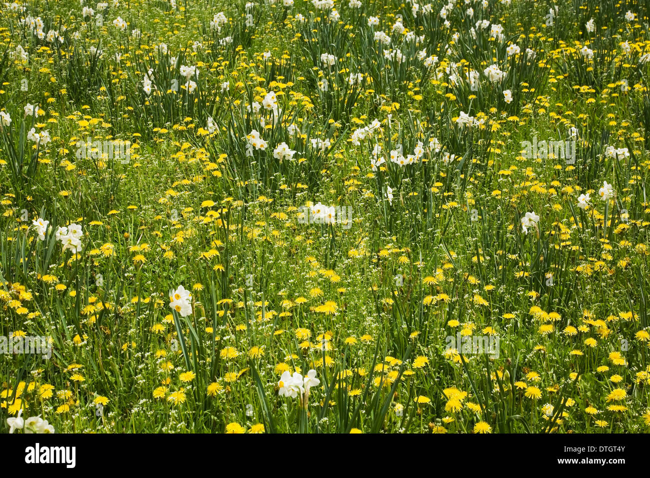 Weiße Narzissen (Narcissus) und gelbe Löwenzahn (Taraxacum) blühen im Frühling, Ontario, Kanada Stockfoto