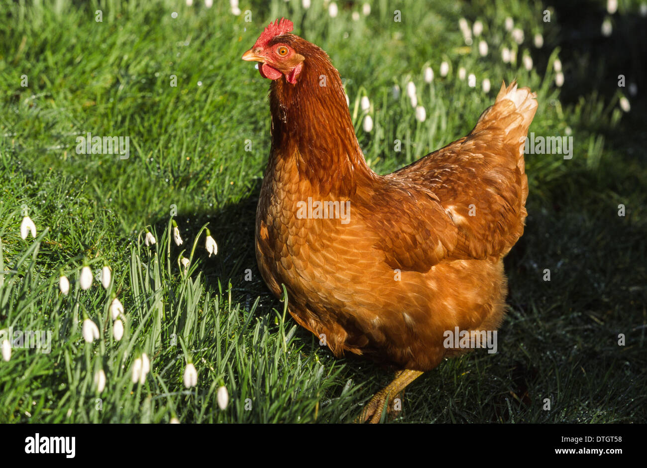 BROWN Huhn (Gallus Gallus Domesticus) IN ein Feld von SCHNEEGLÖCKCHEN Stockfoto