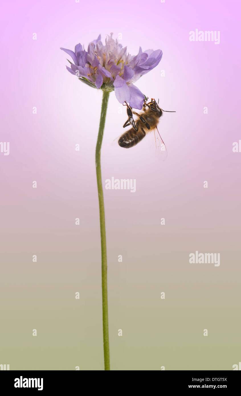 Seitenansicht der Honigbiene, Apis Mellifera Futtersuche Pollen auf eine Blume auf einem lila Hintergrund Stockfoto