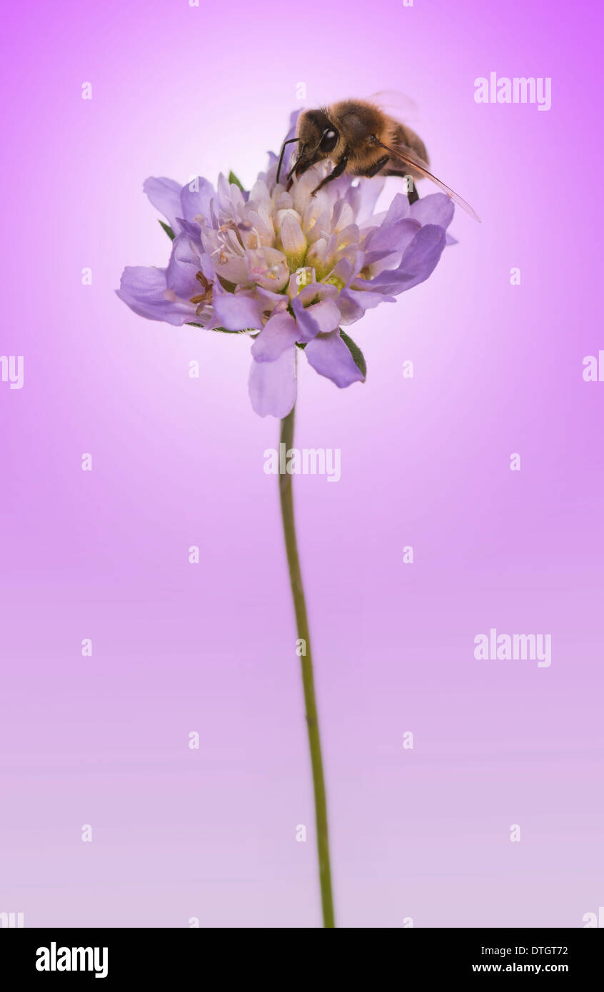 Honigbiene, Apis Mellifera Futtersuche Pollen auf eine Blume auf einem lila Hintergrund Stockfoto