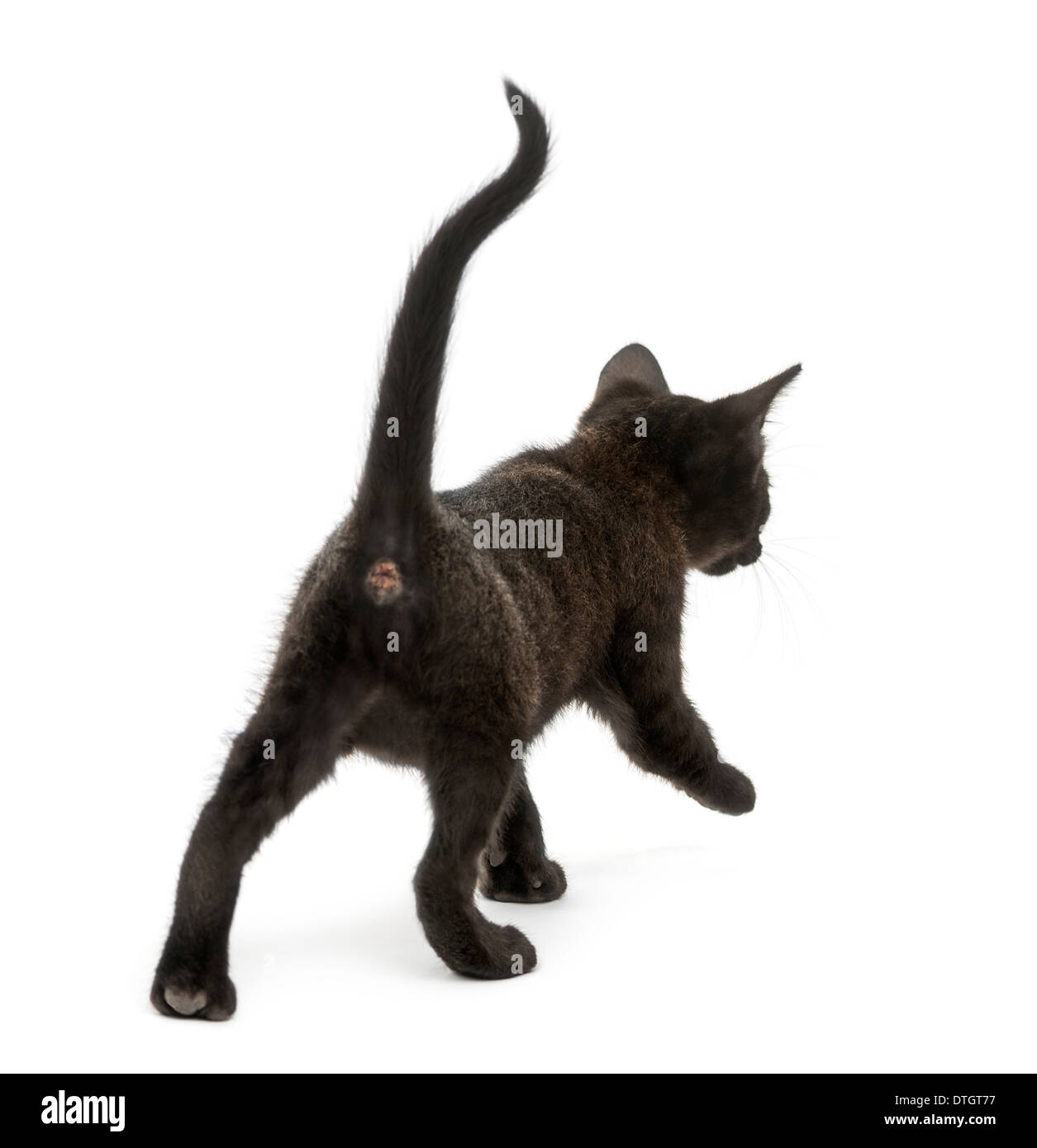 Rückansicht einer schwarzen Katze zu Fuß, 2 Monate alt, vor weißem Hintergrund Stockfoto
