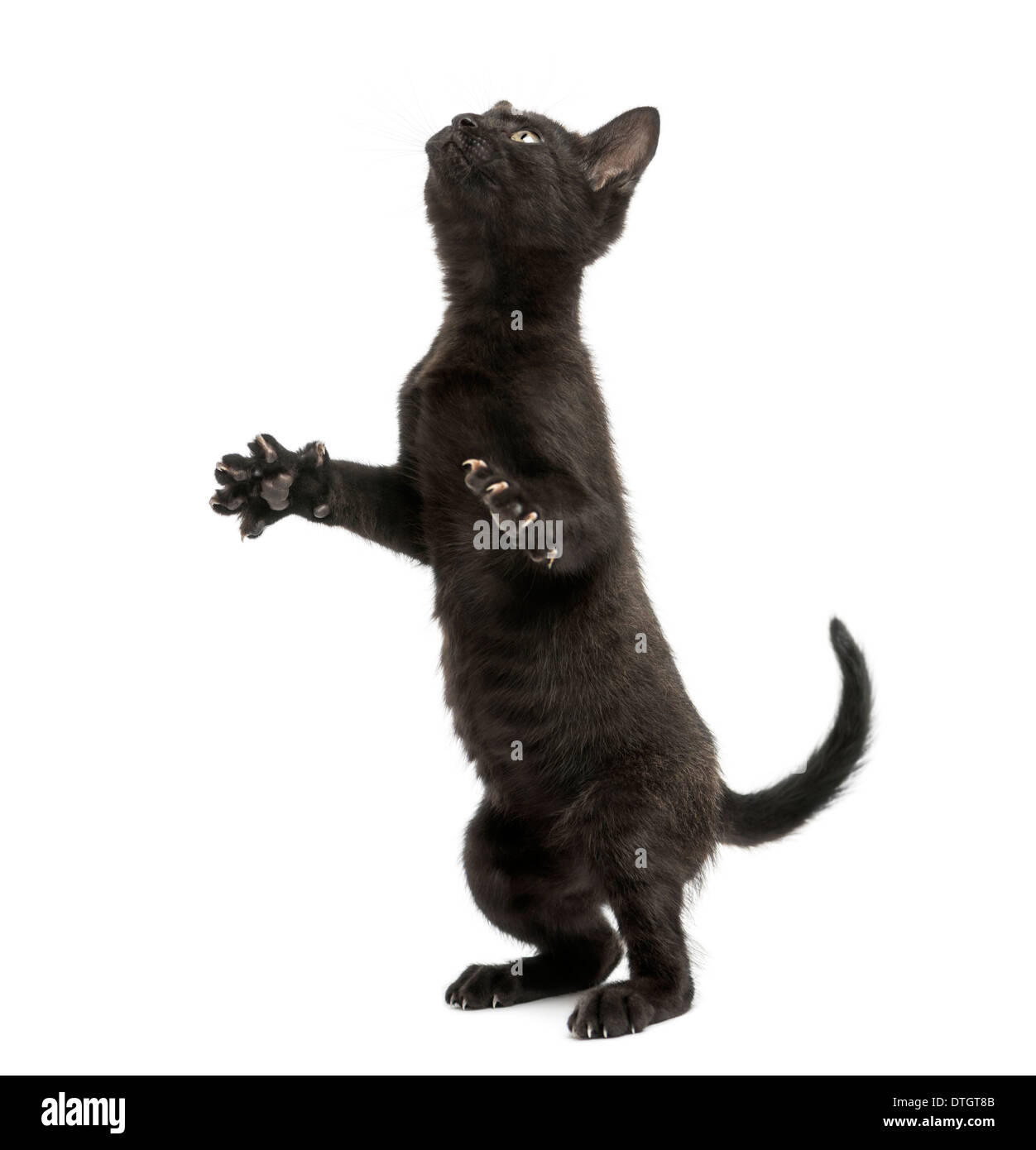 Schwarzes Kätzchen auf den Hinterbeinen stehend, spielen, nachschlagen, 2 Monate alt, vor weißem Hintergrund Stockfoto