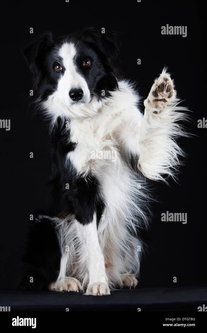 Border Collie, schwarz-weiß, winkt mit seiner Pfote Stockfoto