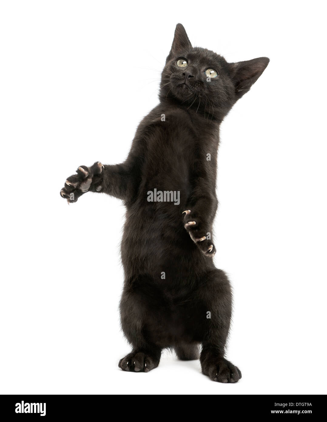 Schwarzes Kätzchen auf den Hinterbeinen stehend, spielen, nachschlagen, 2 Monate alt, vor weißem Hintergrund Stockfoto