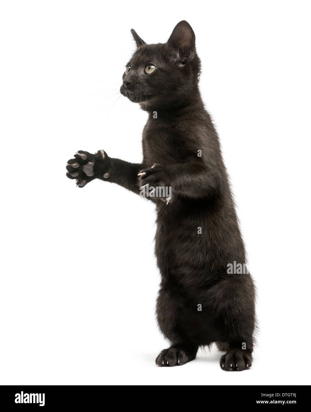 Schwarzes Kätzchen auf den Hinterbeinen stehend, spielen, nachschlagen, 2 Monate alt, vor weißem Hintergrund Stockfoto