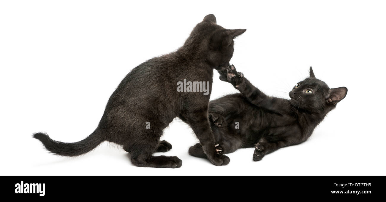 Zwei schwarze Kätzchen spielen, 2 Monate alt, vor weißem Hintergrund Stockfoto