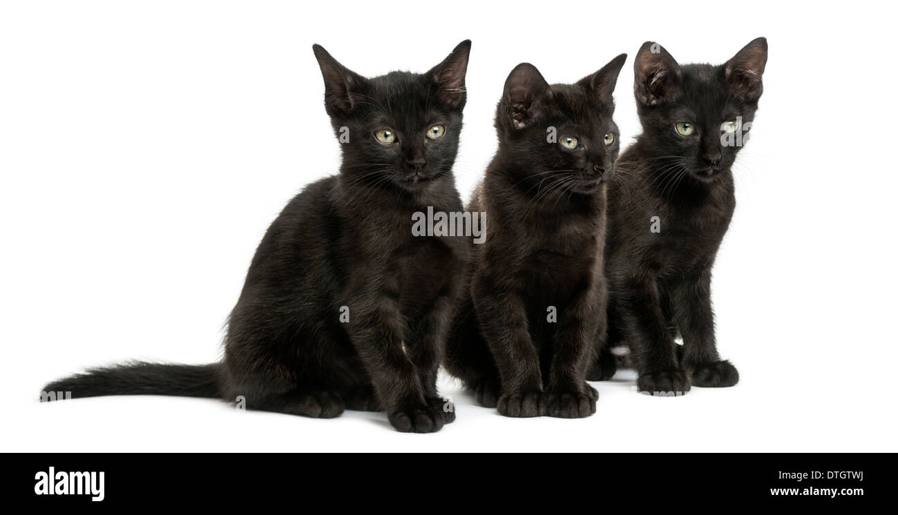 Drei schwarze Kätzchen sitzen, 2 Monate alt, vor weißem Hintergrund Stockfoto
