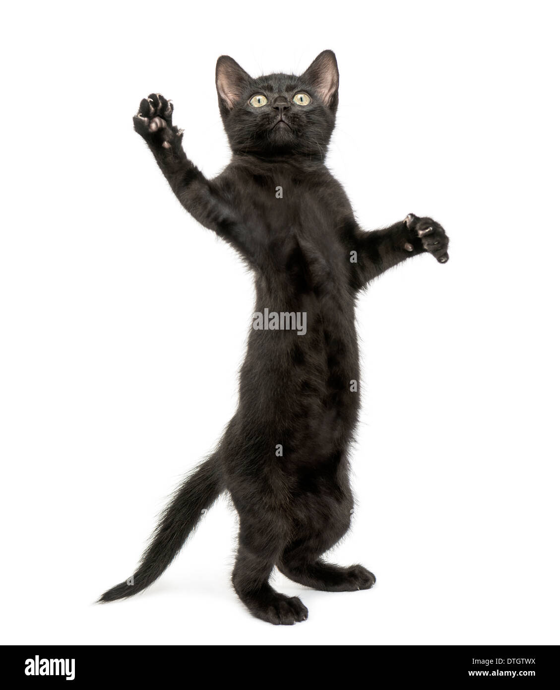 Schwarzes Kätzchen auf den Hinterbeinen stehend, spielen, nachschlagen, 2 Monate alt, vor weißem Hintergrund Stockfoto