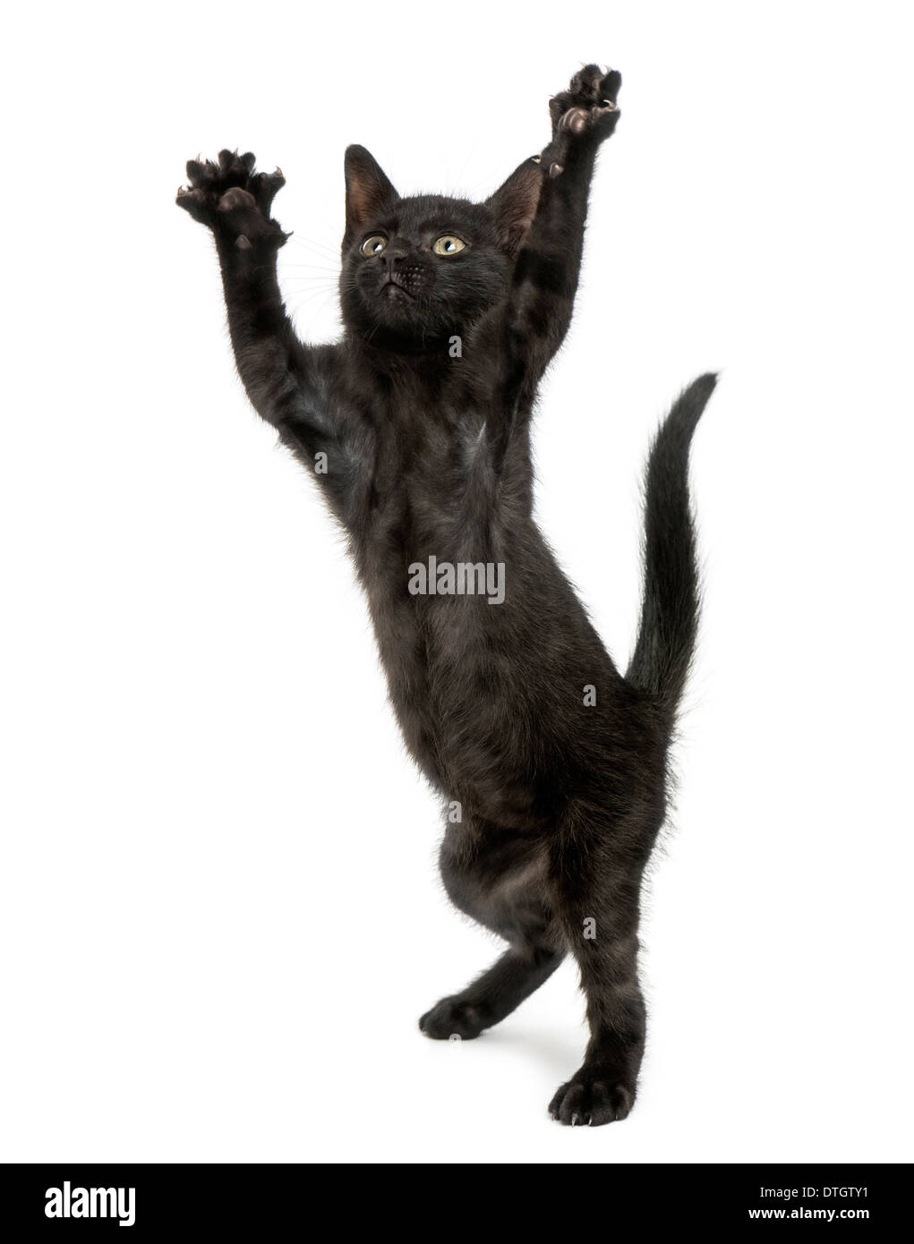 Schwarzes Kätzchen auf den Hinterbeinen stehend, spielen, nachschlagen, 2 Monate alt, vor weißem Hintergrund Stockfoto