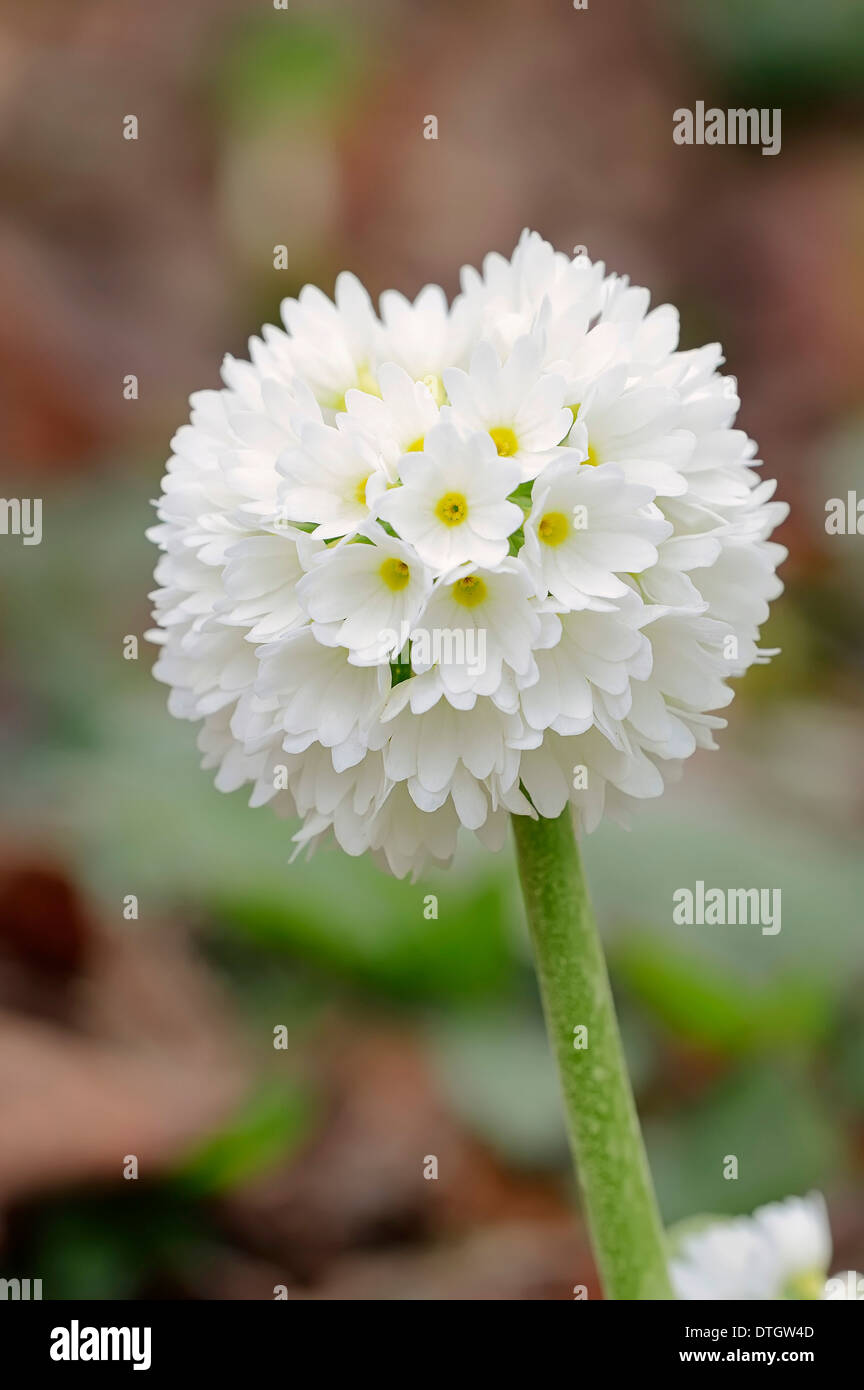 Trommelstock pflanzen Fotos und Bildmaterial in hoher Auflösung Alamy
