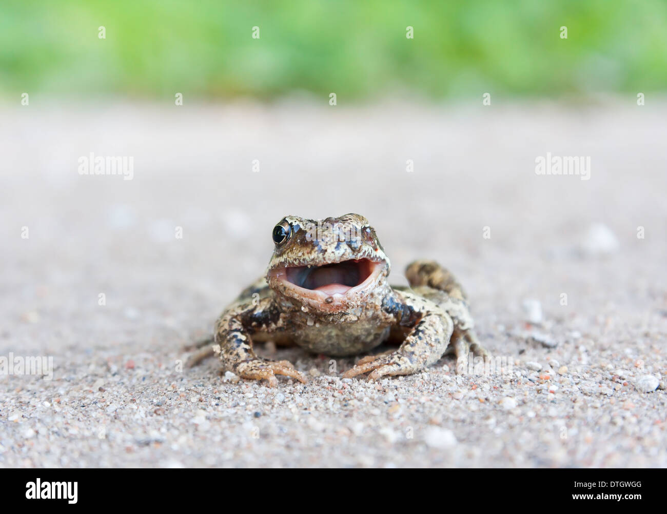 Foto von einem schwer verletzt Frosch, der eines seiner Augen verloren hat. Stockfoto