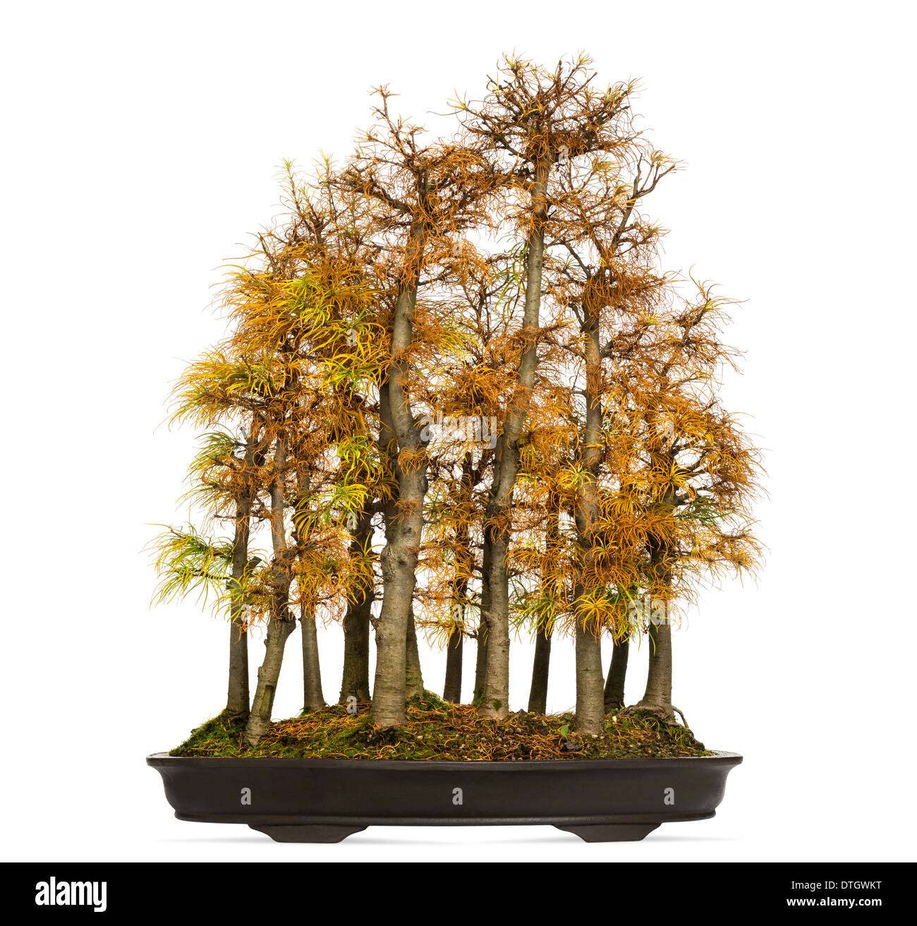 Goldene Lärchen-Bonsai-Baum, Pseudolarix Amabilis, vor weißem Hintergrund Stockfoto