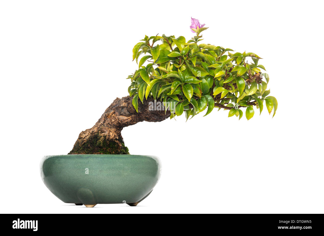 Bougainvillea-Bonsai-Baum, Bougainvillea Glabra, vor weißem Hintergrund Stockfoto