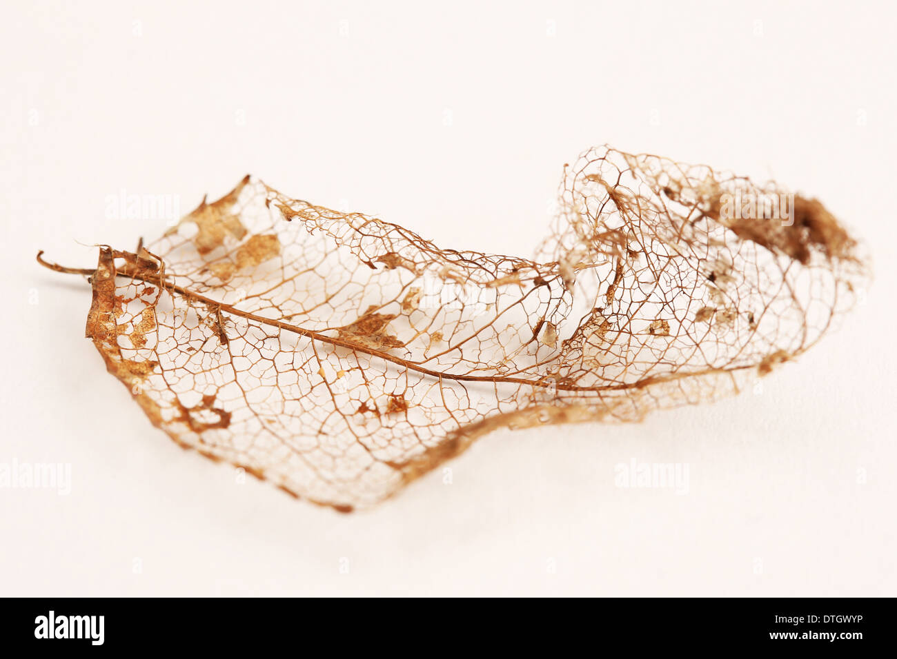 BLATTRIPPEN NATUR DETAIL Stockfoto