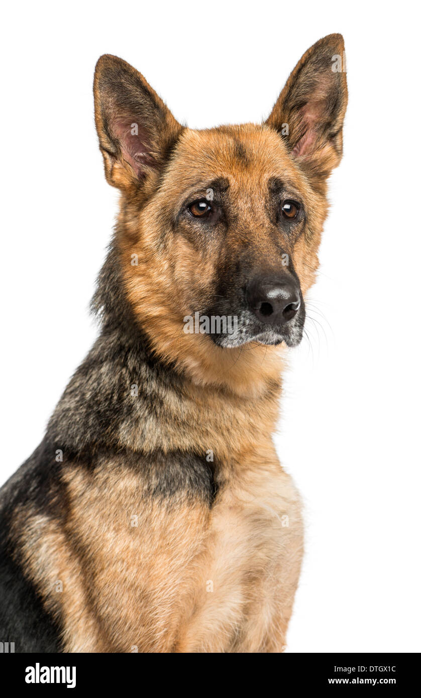 Nahaufnahme von einem alten Schäferhund vor weißem Hintergrund Stockfoto