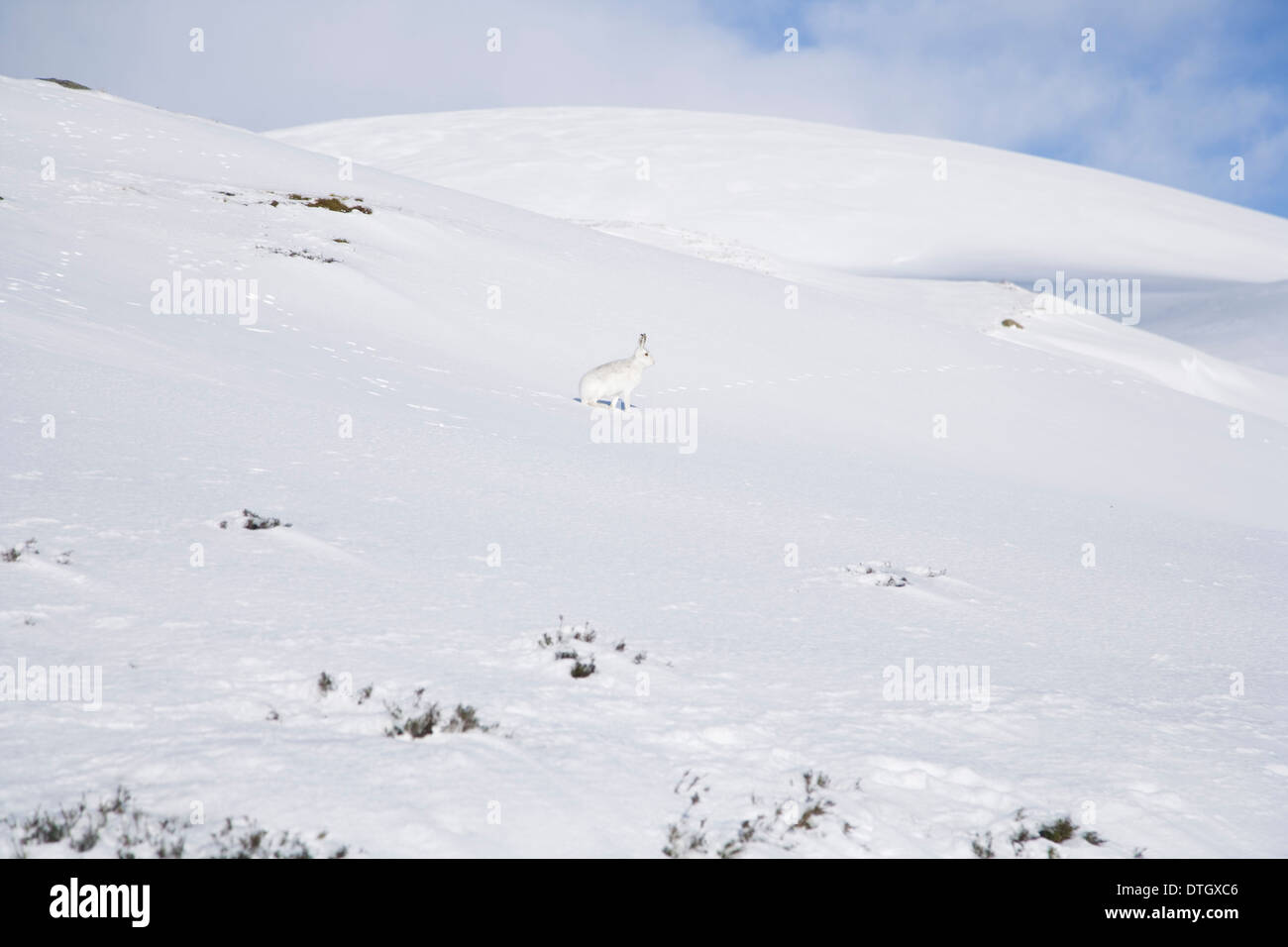 Ein Schneehase mit Wintermantel sitzt in einer Schnee bedeckten Szene. Stockfoto