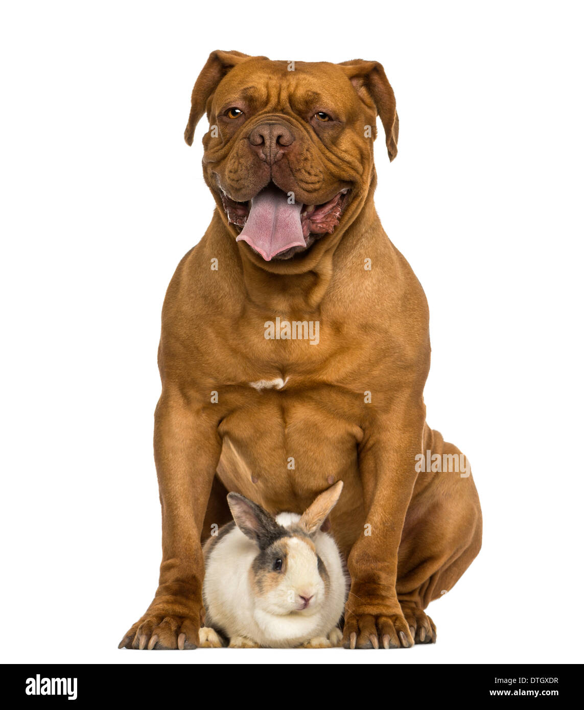 Vorderansicht von einer Dogge de Bordeaux keuchend, sitzen mit einem Kaninchen vor weißem Hintergrund Stockfoto