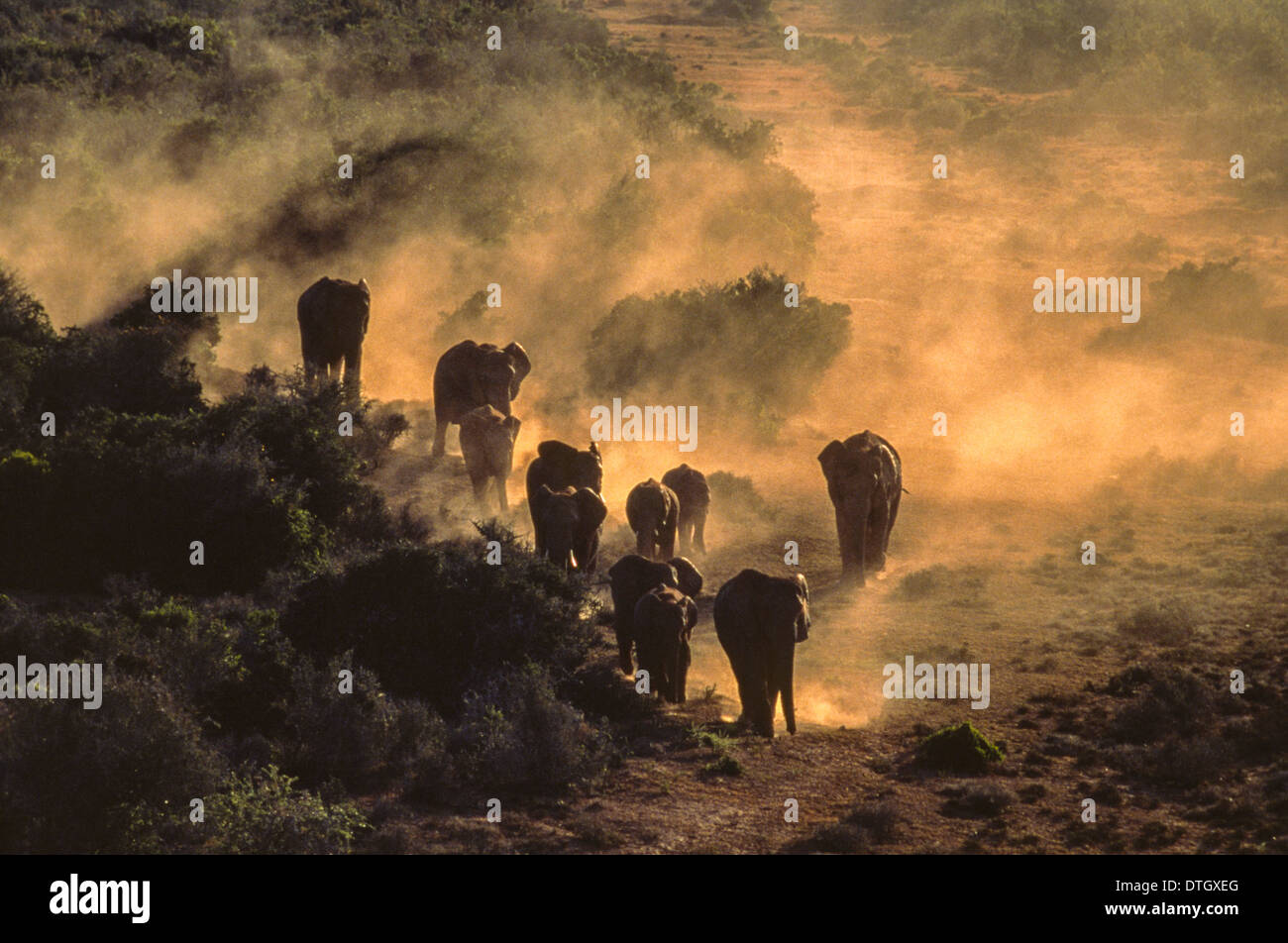 ELEFANTENHERDE IN ABEND STAUB TREKKING ZU WASSER IN SÜDAFRIKA Stockfoto