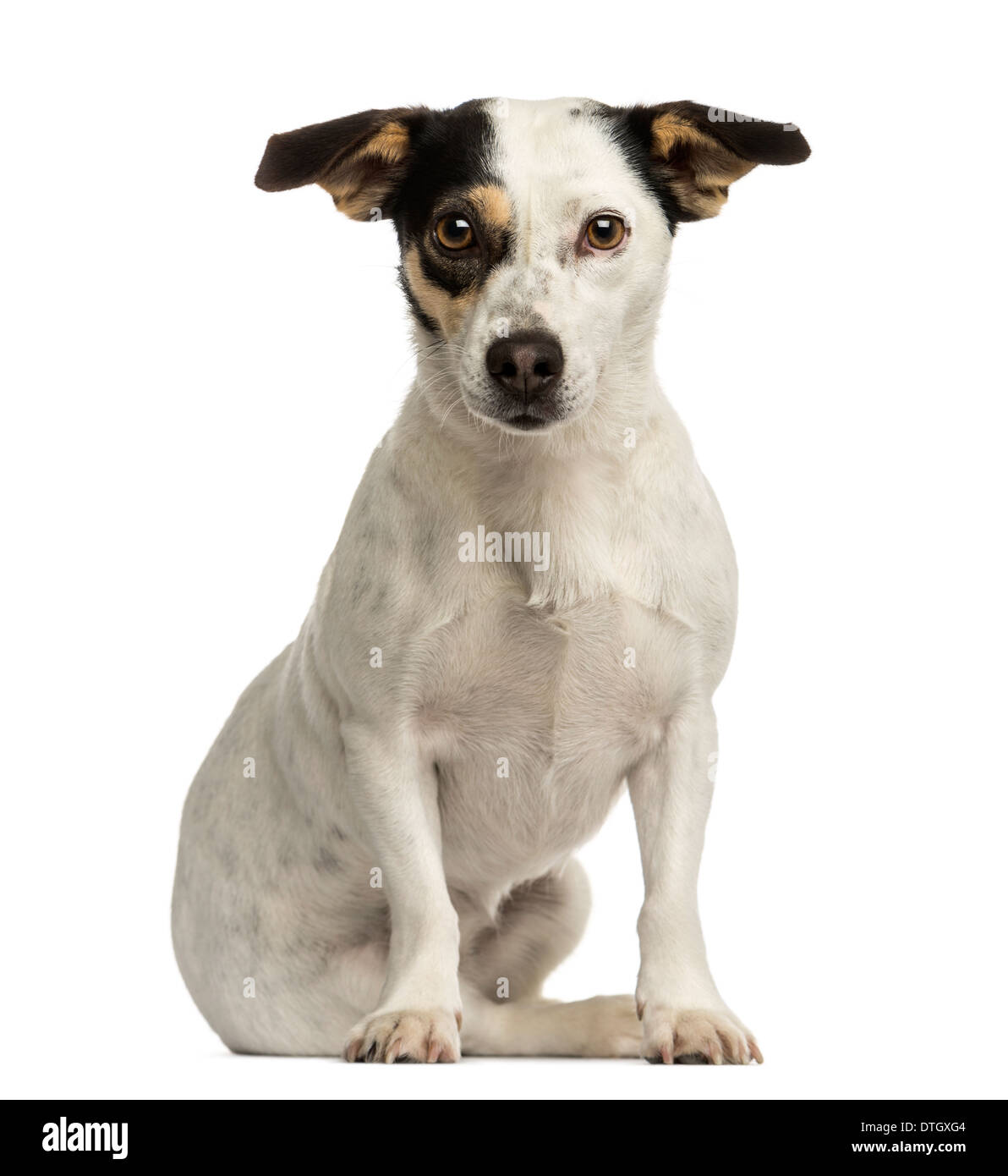 Vorderansicht eines Jack Russel Terriers sitzen, schaut in die Kamera vor weißem Hintergrund Stockfoto