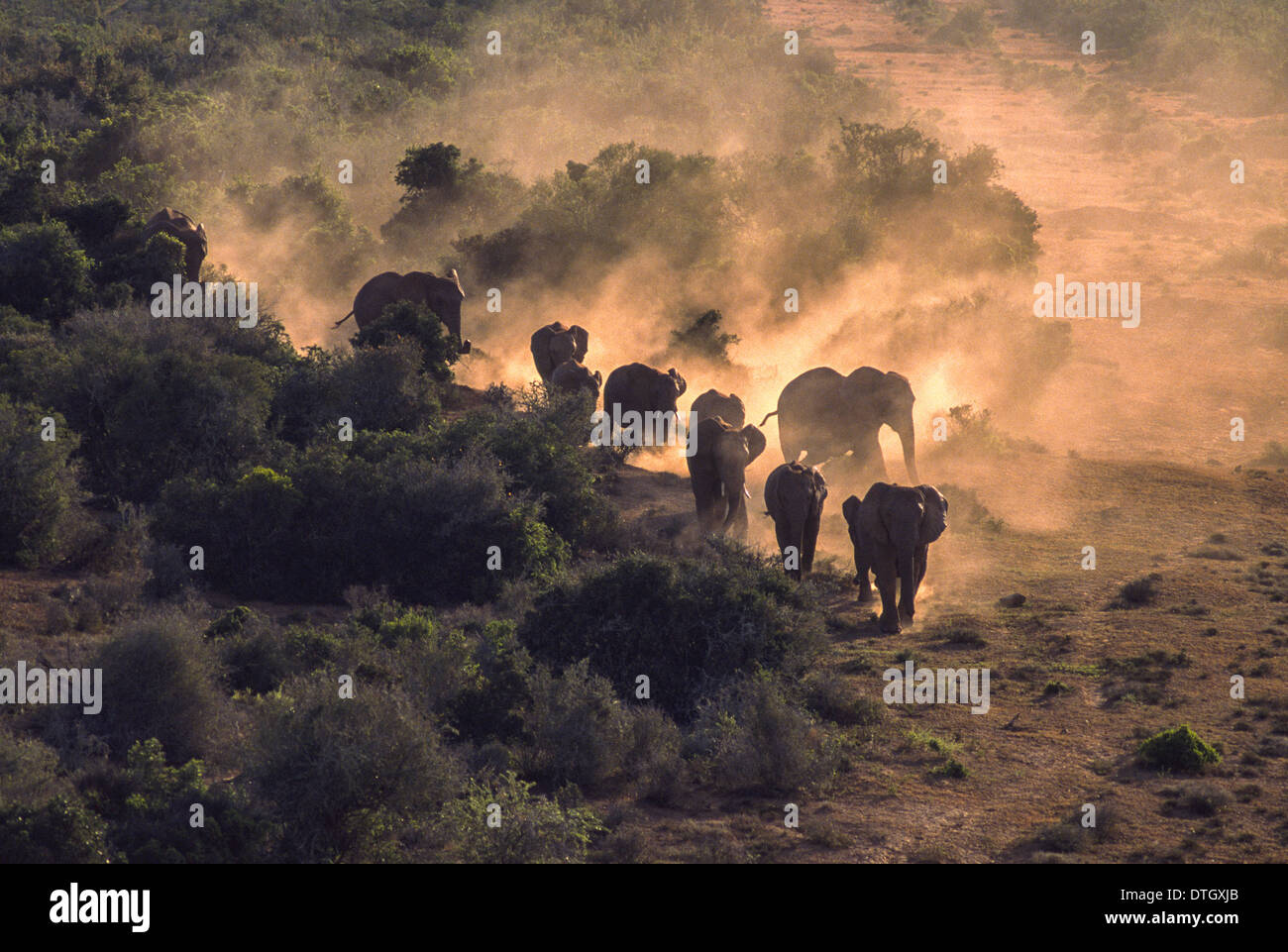 AFRIKANISCHE ELEFANTEN [LOXODONTA] TREKKING AM ABEND STAUB SÜDAFRIKA Stockfoto