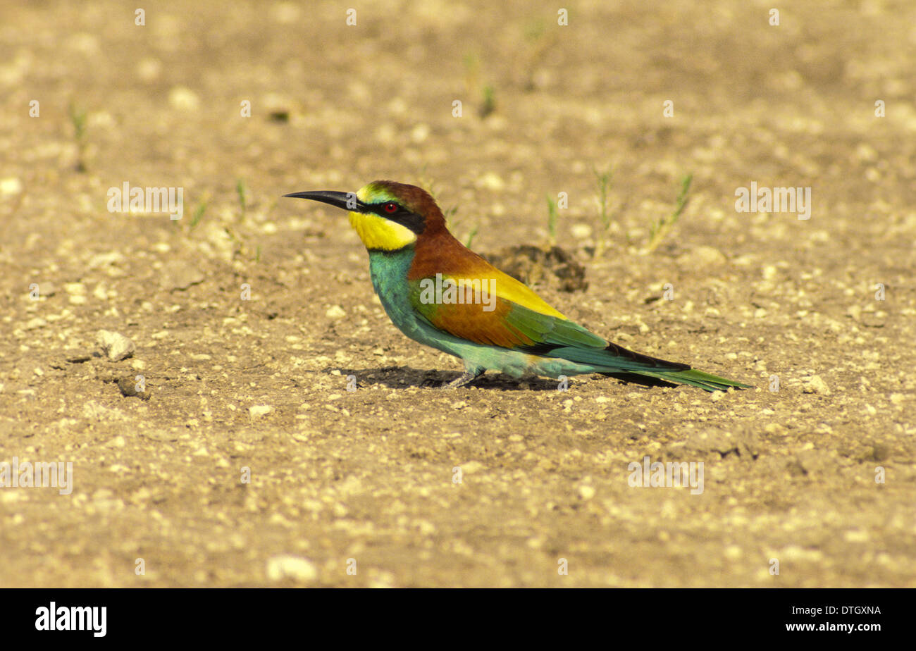 Europäische Biene-Esser (Merops Apiaster) ruht IN der NAMIBWÜSTE Stockfoto