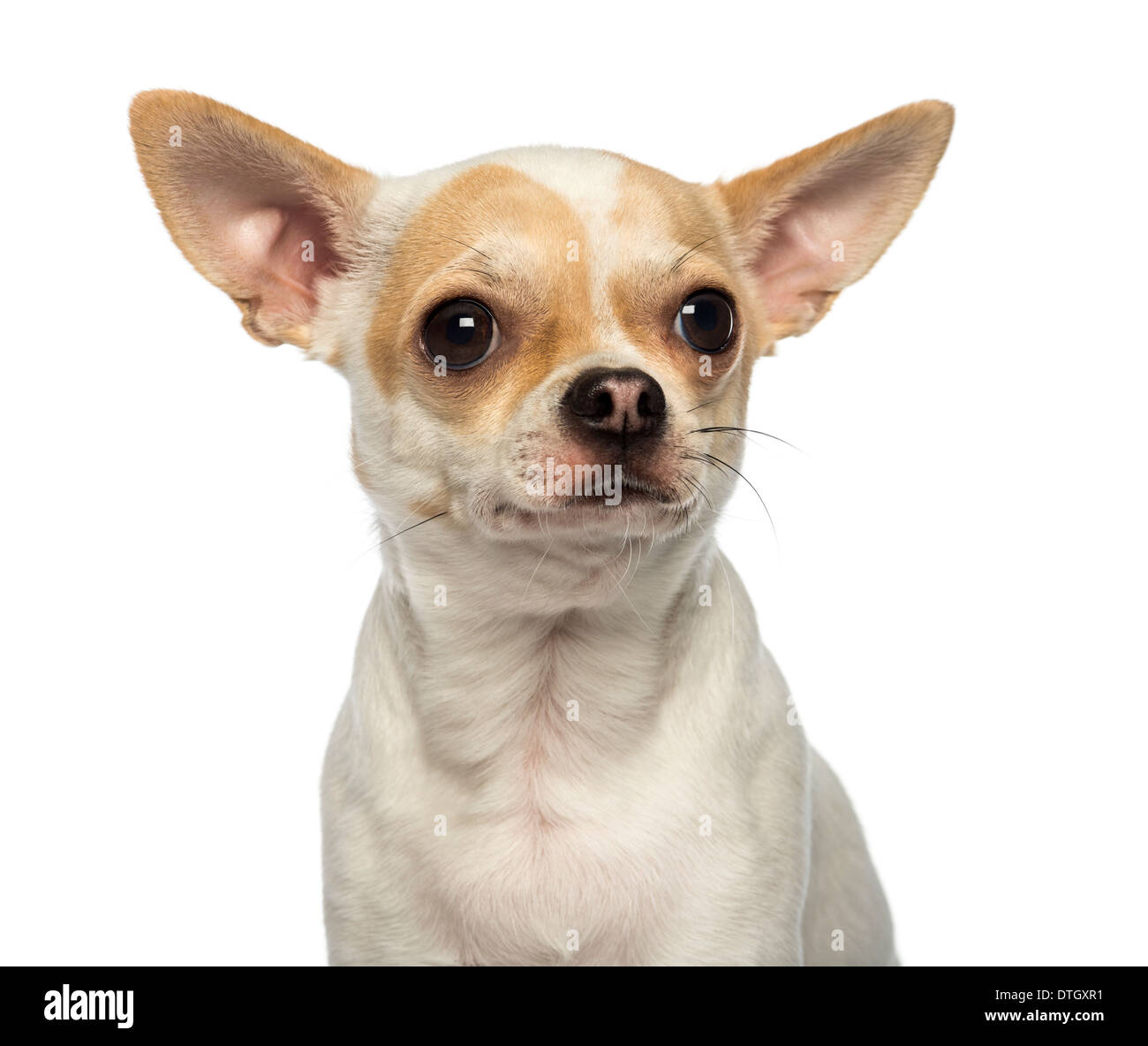 Nahaufnahme von einem Chihuahua wegschauen vor weißem Hintergrund Stockfoto