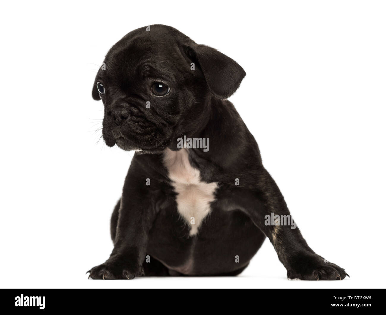Französische Bulldogge Welpen sitzen, wegschauen vor weißem Hintergrund Stockfoto