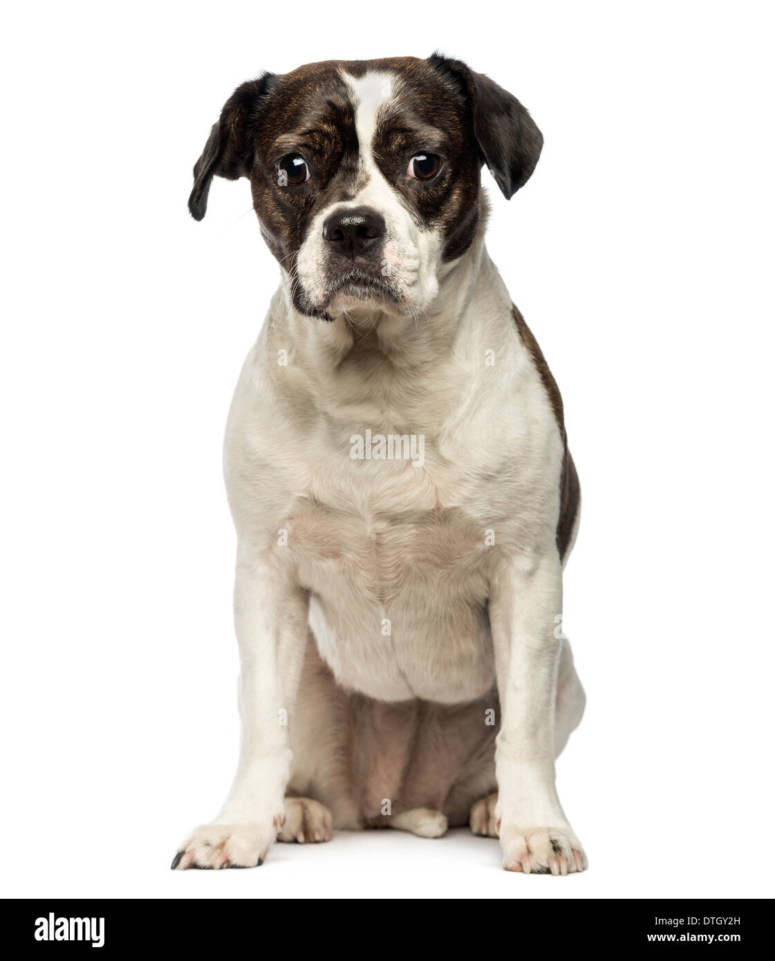 Vorderansicht des ein Mischling Hund sitzen, schaut in die Kamera vor weißem Hintergrund Stockfoto