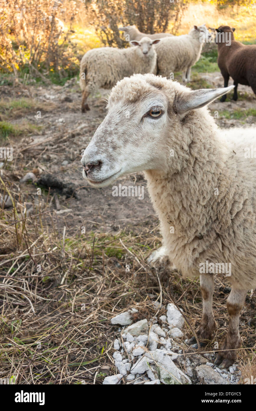 Porträt eines weißen Schafes von einer Seite Stockfoto